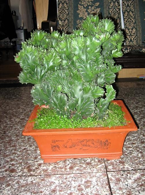 2020-08-22 17:32 1 2 3 4 5分步阅读 玉麒麟为大戟科,大戟属植物原 