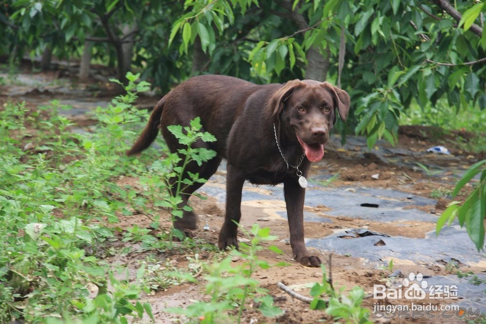 狗狗凶主人怎么办 狗狗对主人凶怎么办
