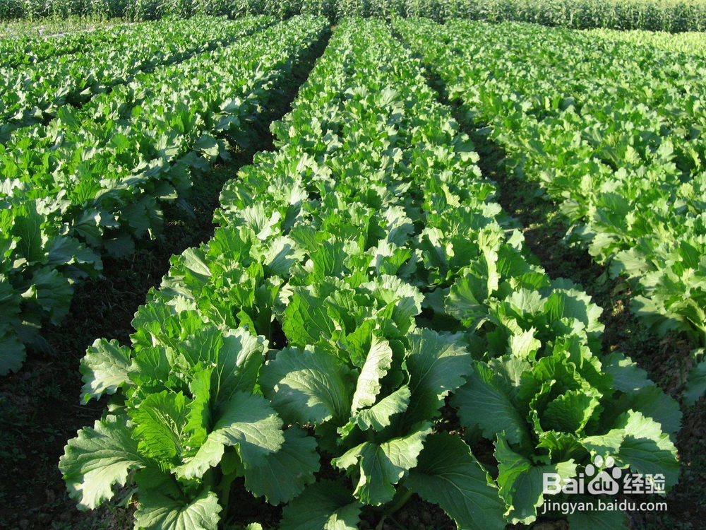 磷元素对植物生长的作用