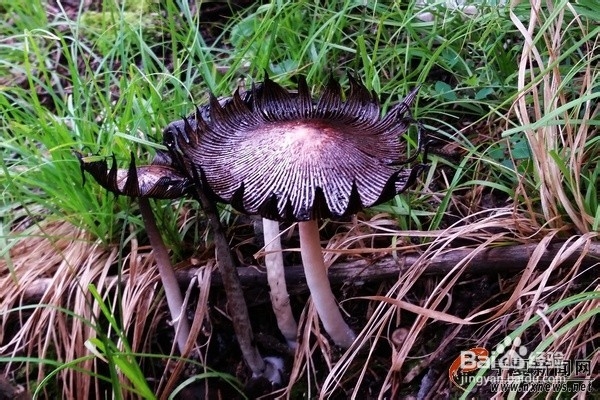 如何鉴别蘑菇有毒