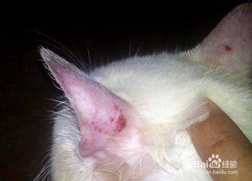 猫长猫藓怎么办