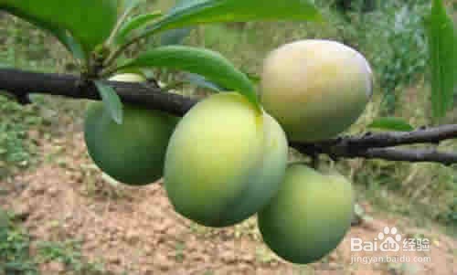 李子太酸了怎么处理