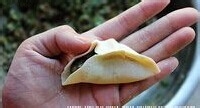 孕妇食谱之-各种饺子的包法步骤