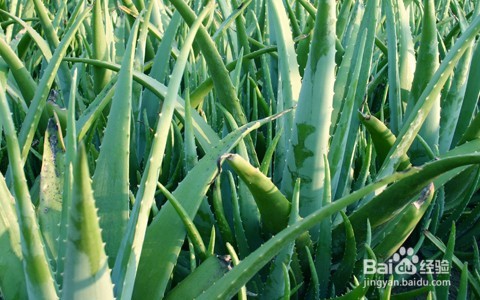 <b>新鲜芦荟可以祛斑吗_涂芦荟胶真能去雀斑吗</b>