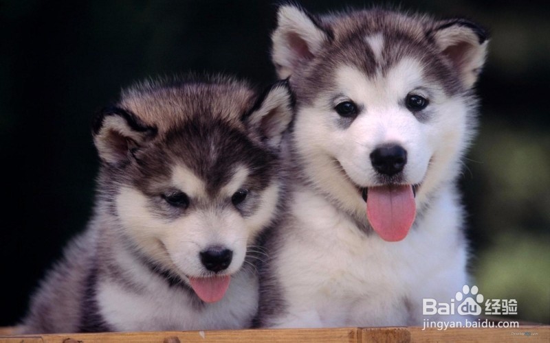 司法e通误删了该怎么办，该去哪下载。