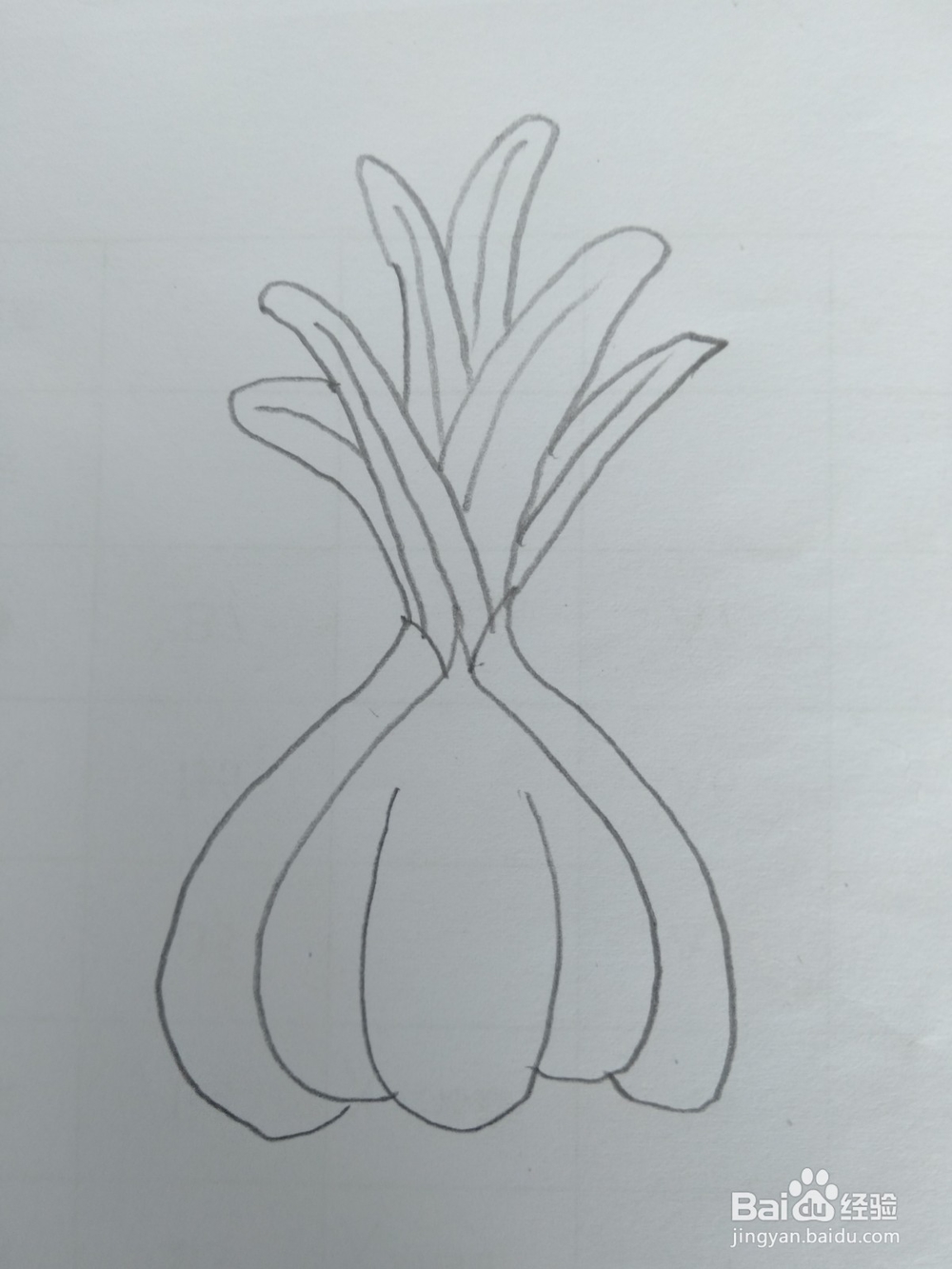 简笔画大蒜画法三