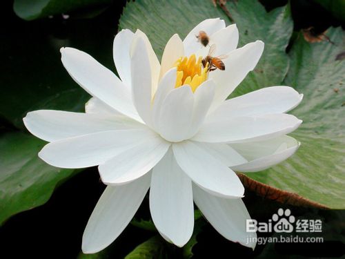 精品荷花苗的价格及种植方法