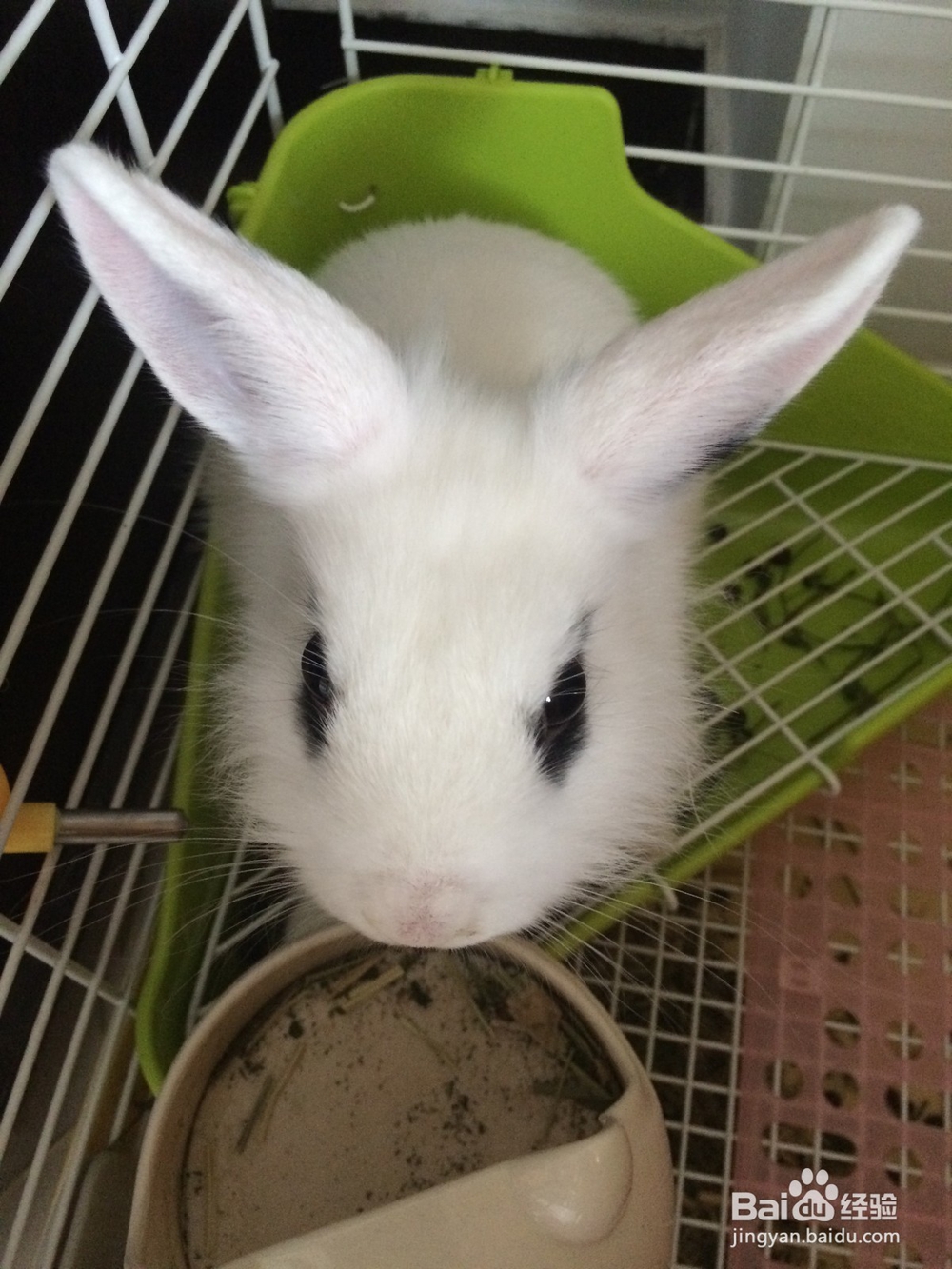 如何养好兔子