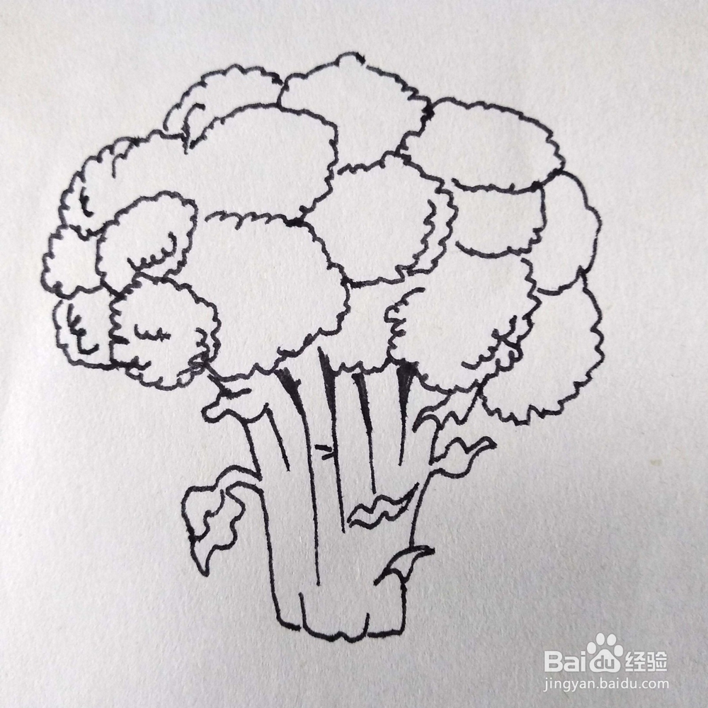 怎么画一颗写实的花菜速写/卡通简笔画？