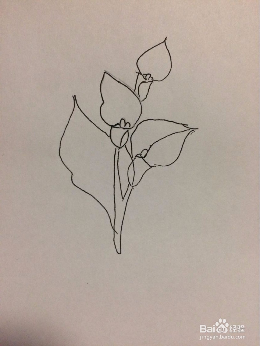 马蹄莲的简笔画法