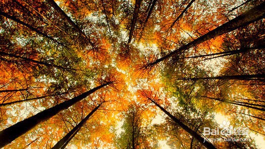 利川红椿旅游攻略