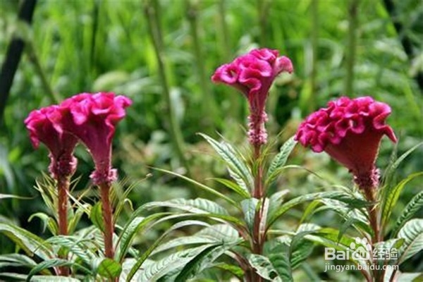 鸡冠花的养殖方法