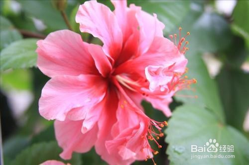 扶桑养殖方法和注意事项