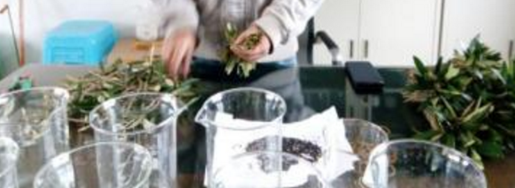 扦插快速生根的简单实用小方法