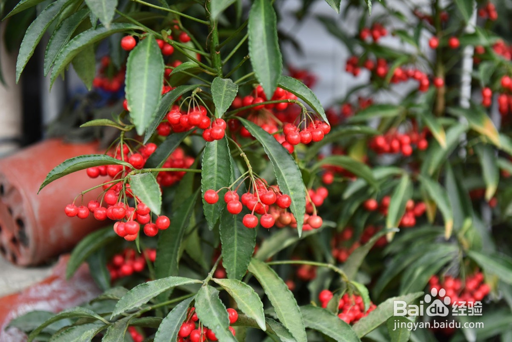 富贵子的果实怎么吃