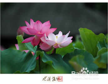 到贵阳去哪里旅游？