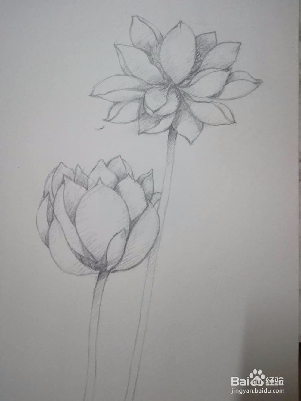 《荷花朵朵》铅笔手绘素描教程
