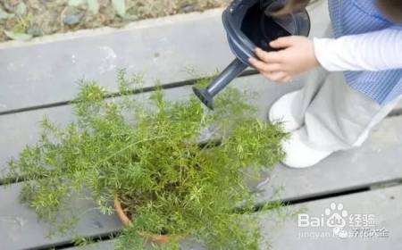 这几个夏季养花小妙招,我只偷偷告诉你!