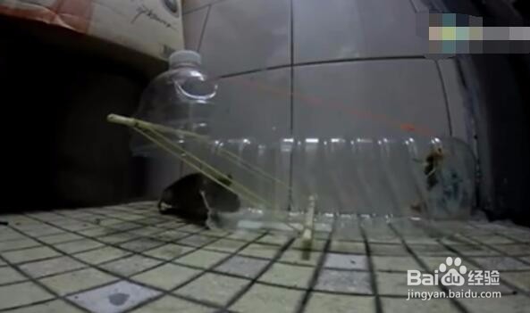 如何自己制作捕鼠器