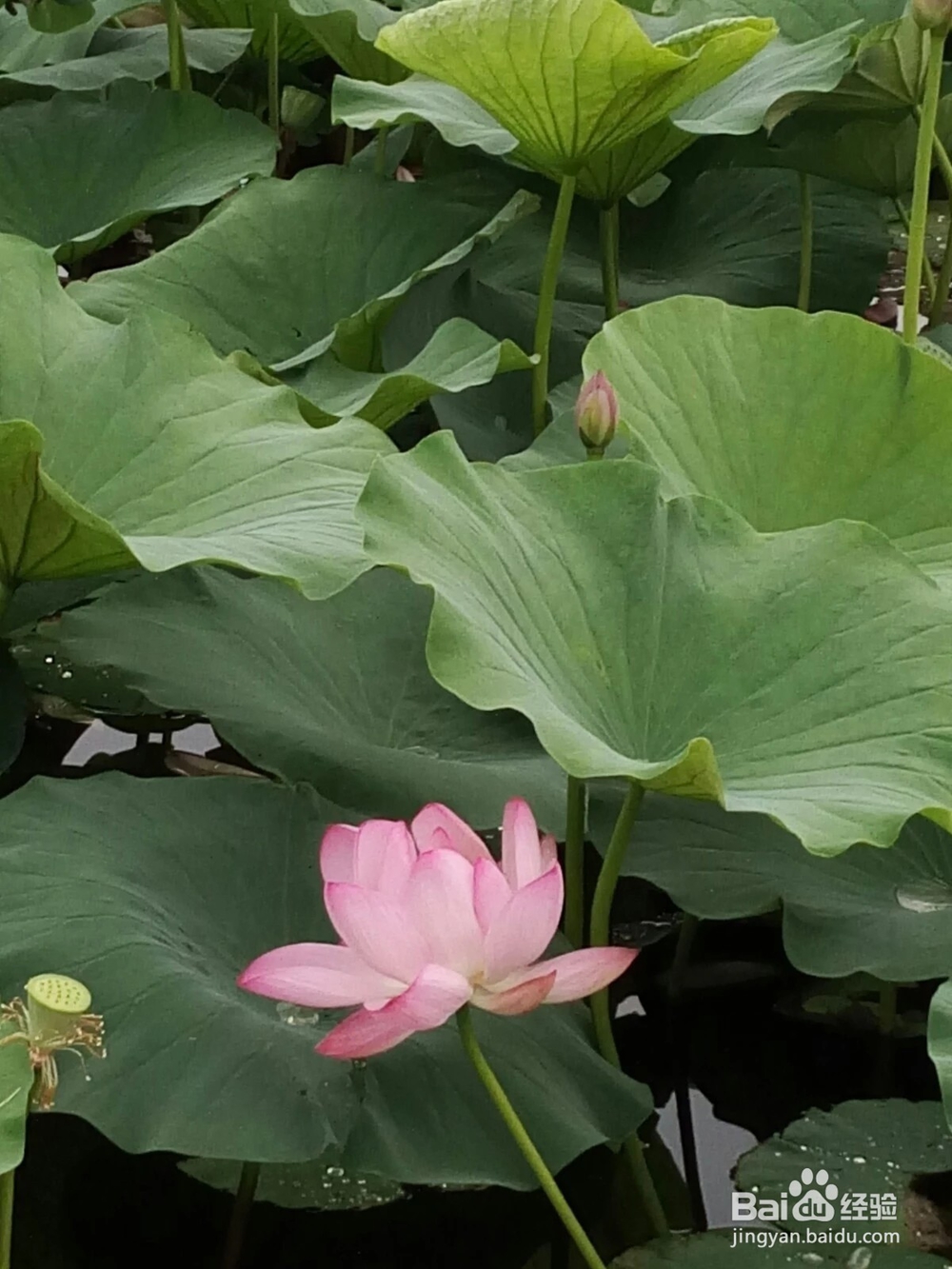 认识五颜六色高观赏价值的花卉及用途