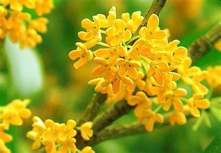 哪些花观赏价值较高