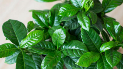 甲醛的情况该怎样去改善呢？