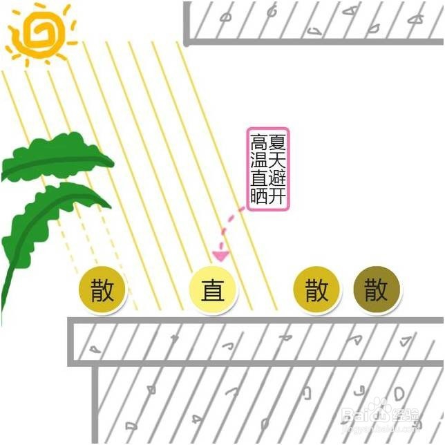 炎炎夏日，如何让你的多肉植物安然度夏!