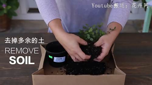 如何种植苔玉 百度经验