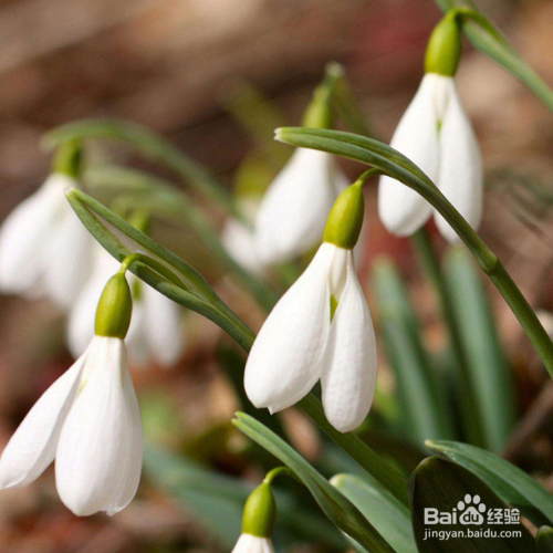 雪滴花怎么养长得好