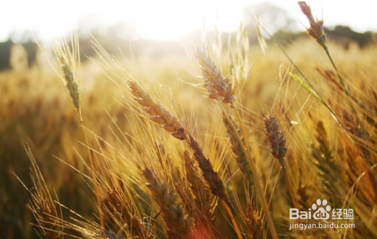 小麦的麦芒有什么作用