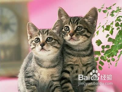 上海带宠物去台湾