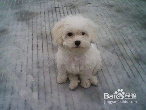 知道爱犬比熊犬有固定的睡眠时间吗 百度经验 知道爱犬比熊犬有固定的睡眠时间吗 百度经验