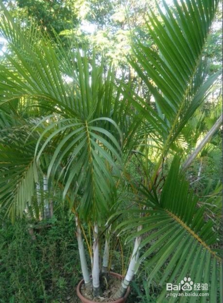 那些植物是可以吸收甲醛的？