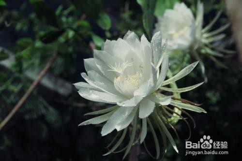 昙花的养殖方法和注意事项