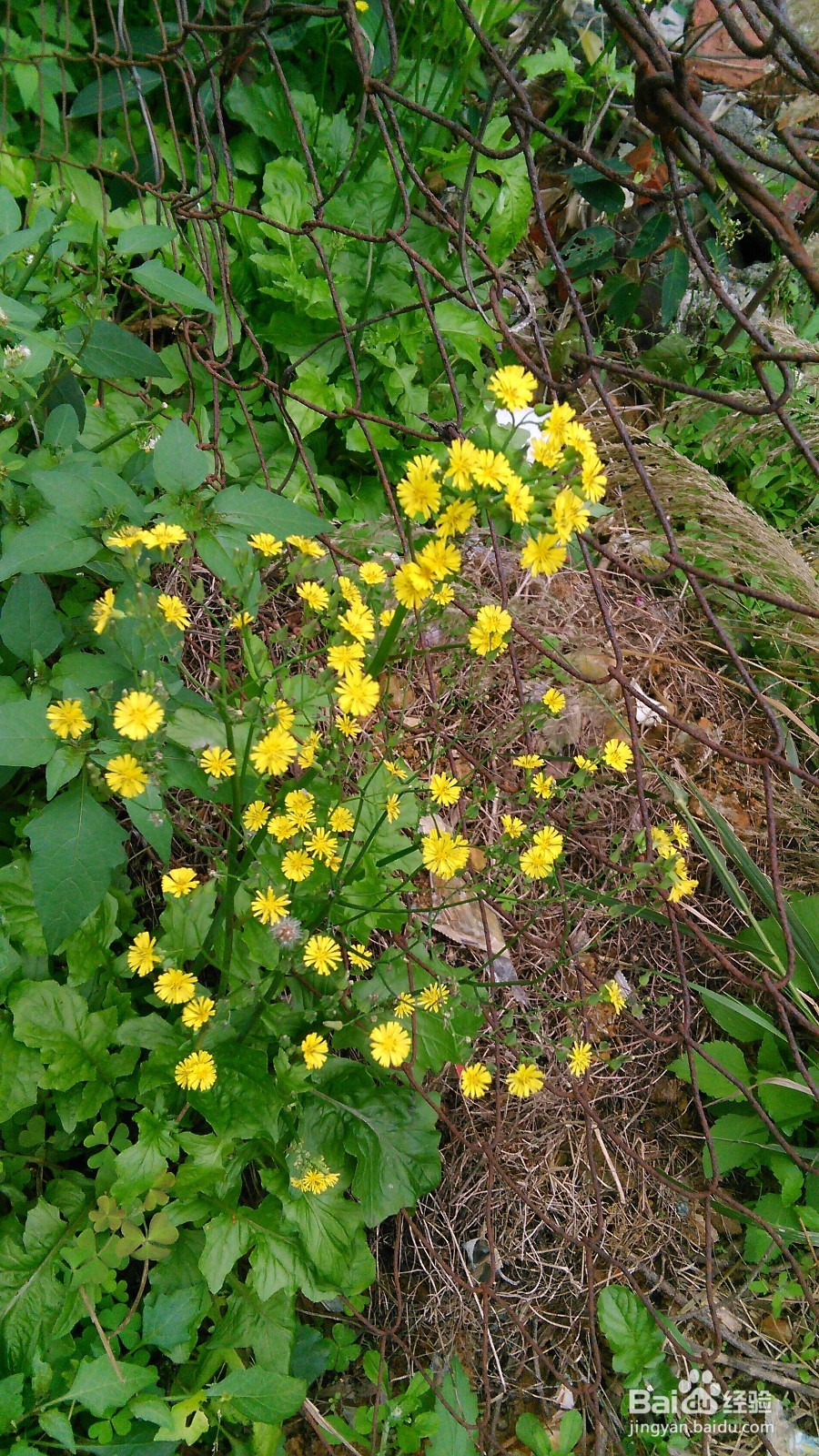 美味、可口农家汤