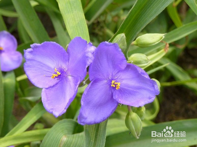 怎么是紫露草花繁叶茂？