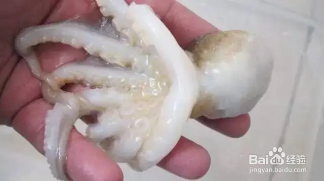 长腿巴蛸和短腿巴蛸的区别？