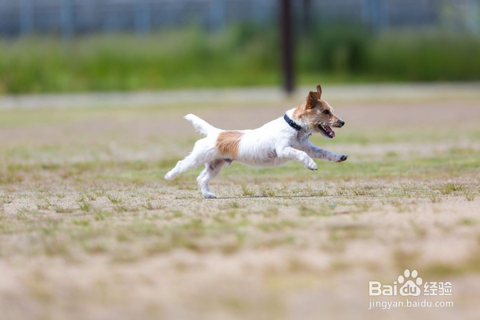 跑步者的最佳犬种