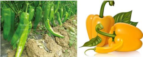 怎么吃辣椒对身体好,吃辣椒的好处与坏处有哪些