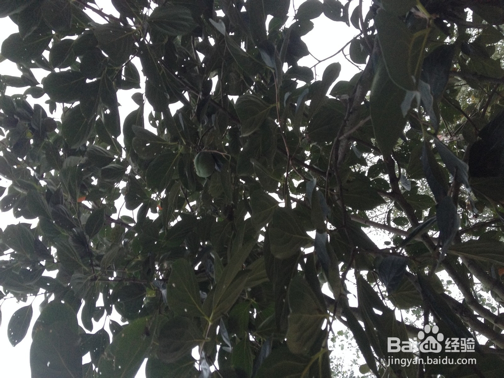 磨盘柿子长什么样