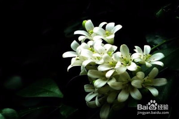 九里香的养殖方法和注意事项有哪些？