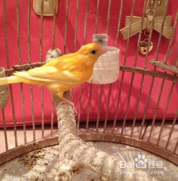 黄玉鸟的饲养方法