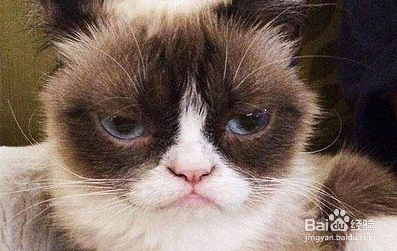 不小心被猫咪抓了怎么办?怎么处理?