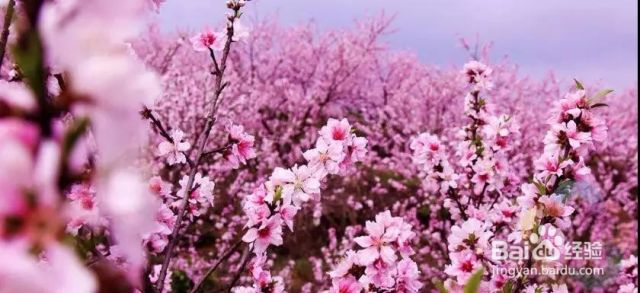 宽甸五一旅游之河口桃花节