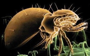 怎样检查宠物狗体外寄生虫