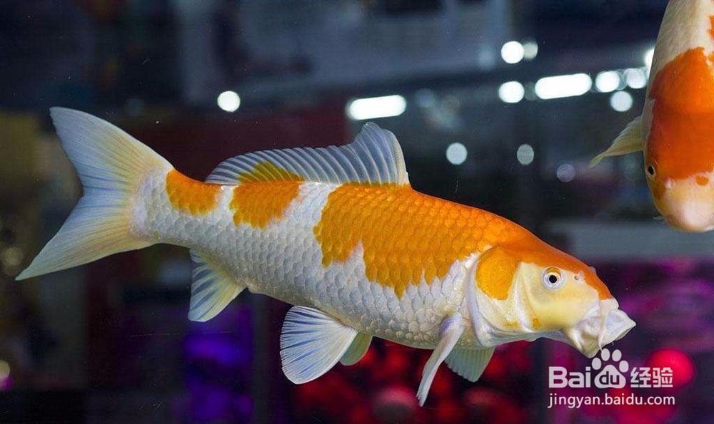 如何防止冬季缺氧死鱼