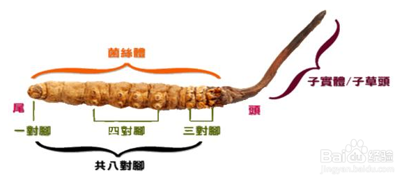冬虫夏草回收价格高低的区别