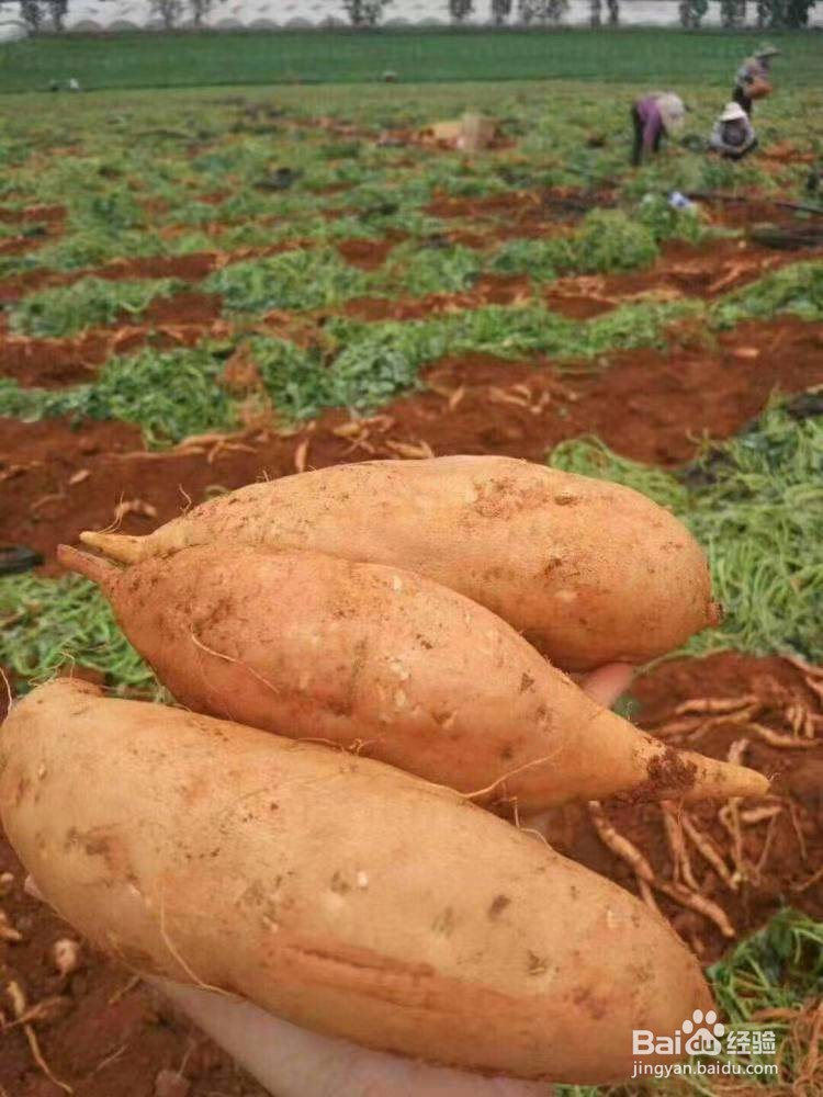 吃红薯有什么注意事项?