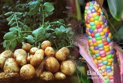 如何鉴别转基因食物