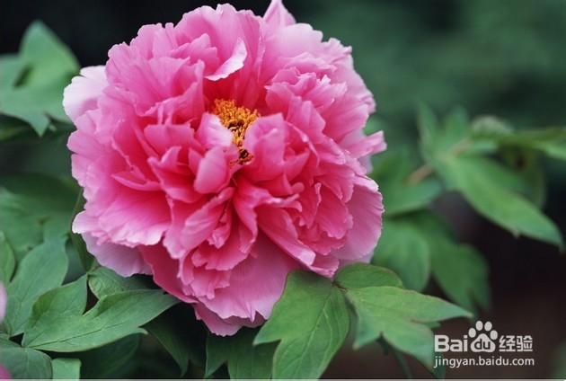 色情图书为何在美国是公开出售的